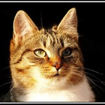micinka