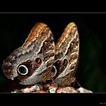 Dvojka z Fatamorgány