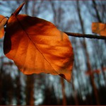 V barvě zapadajícího slunce ...