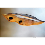 ... všetkým dobrú náladu ...