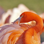 Plameňák, paleta barev