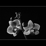 phalaenopsis