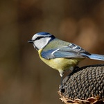 Sýkora modřinka (Parus caeruleus)