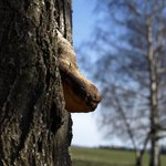 Vypadá to zajímavě !!!