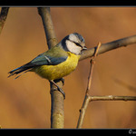 Sýkora Modřínka_03