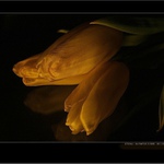 Vierka 29r............