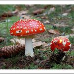 Zátiší s muchomůrkama