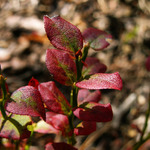 Borůvky někdo otrhal