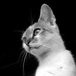 pohlad predátora...