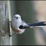 Mlynařík dlouhoocasý - Aegithalos caudatus