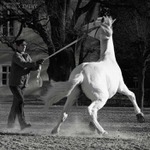 Kladrubský bělouš