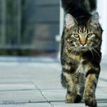 Mainská mývalí kočka