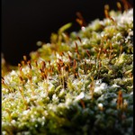 Rokyt cypřišovitý