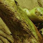 Kdo to na nás kouká???