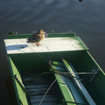 Nejen lidé plují na loďkách