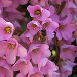 Když kvetly květiny