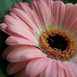 Gerbera