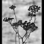 rozvijej se poupaatko :)