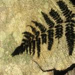 Otisk kapradiny