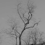 strom zo starych rokov...