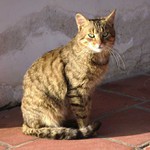 Modelka