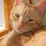 Neli