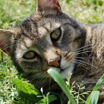 Nynynek