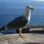 Racek