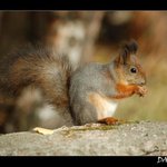 Helsinská Veveruška