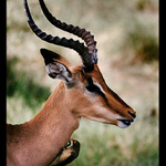 Z Krugerova parku v JAR