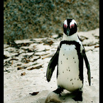 U Kapaského města v JAR