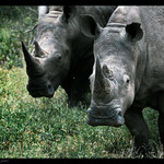 Z Krugerova parku v JAR