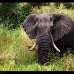 Z Krugerova parku v JAR