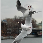 .. společný zájem ..