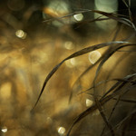 Chladné raní probuzení...