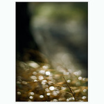 Snění v trávě...