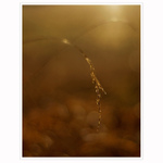 Skloněná,když se končí den...