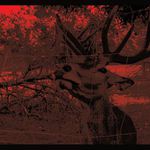 Jelen (zviratka v kleci)