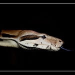 **boa**