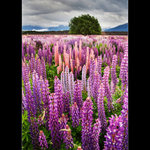 ~ Alpine Lupins ~