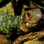 Dracena guayanská - siesta po obědě