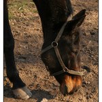 podle sluníčka je jaro...ale tráva nikde