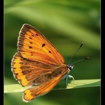 Ohniváček černočarý