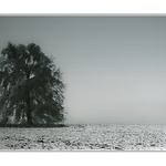 Recluse in The Field