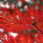 Blues pro zapálená lýtka