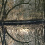 Optimistická bajka z Eurolesa