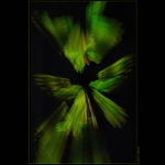 Queen Victoria´s birdwings IV