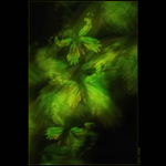 Queen Victoria´s birdwings V