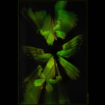 Queen Victoria´s birdwings VI