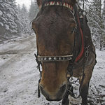 ...vlasy samou loknu...